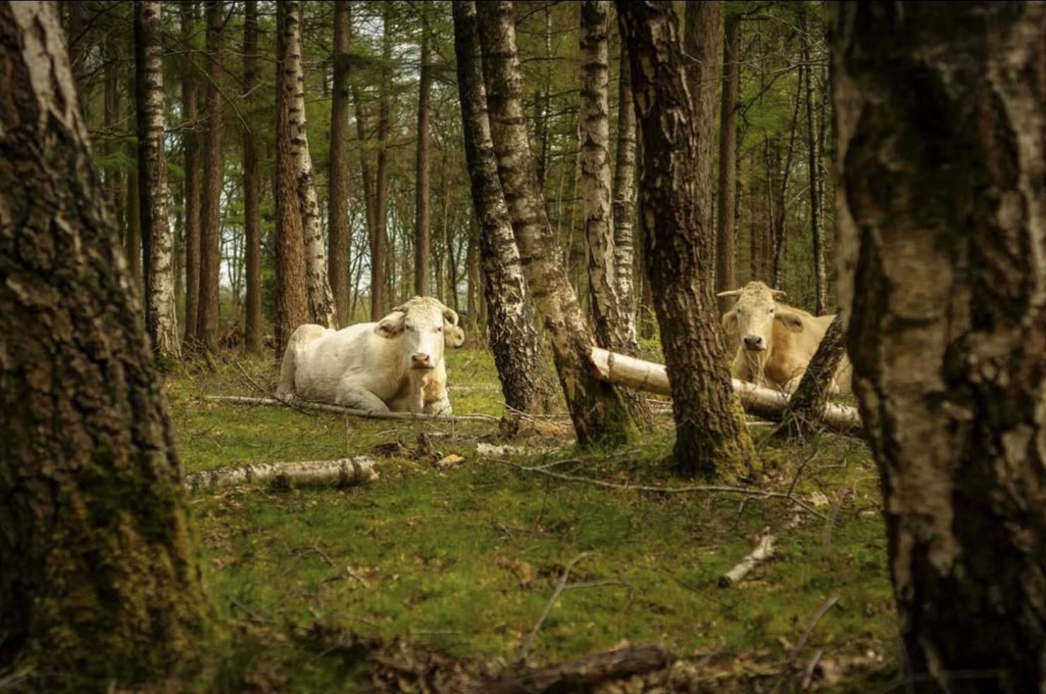 Cozy Tiny Houses In Oisterwijkse Bossen & Vennen Moergestel Zewnętrze zdjęcie